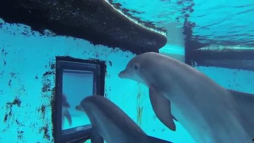 海豚脚视频,揭秘海洋精灵的独特步态