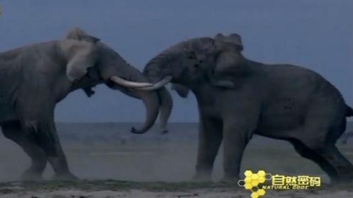 大象拉屎视频,揭秘动物界的“环保行动”